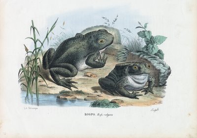 Common Toad by Raimundo Petraroja